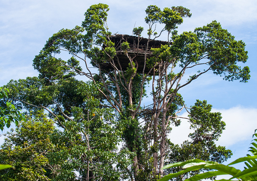 Image Korowai & dani: tribus des basses & hautes terres de papouasie