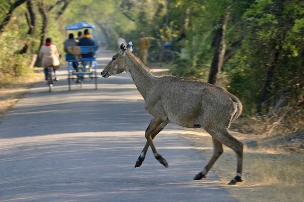 Image Tour à vélo au rajasthan