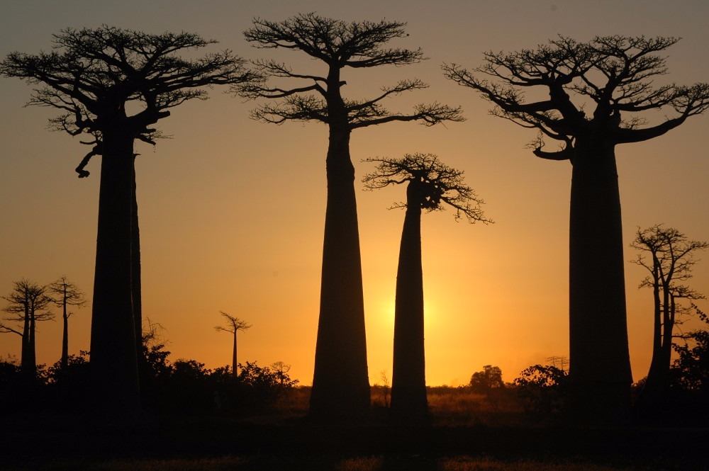Image L'essentiel de l'ouest et les tsingy de bemaraha