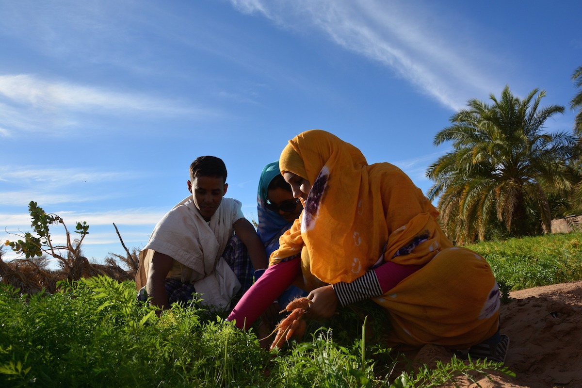 Image Du banc d'arguin aux confins de l'adrâr mauritanien