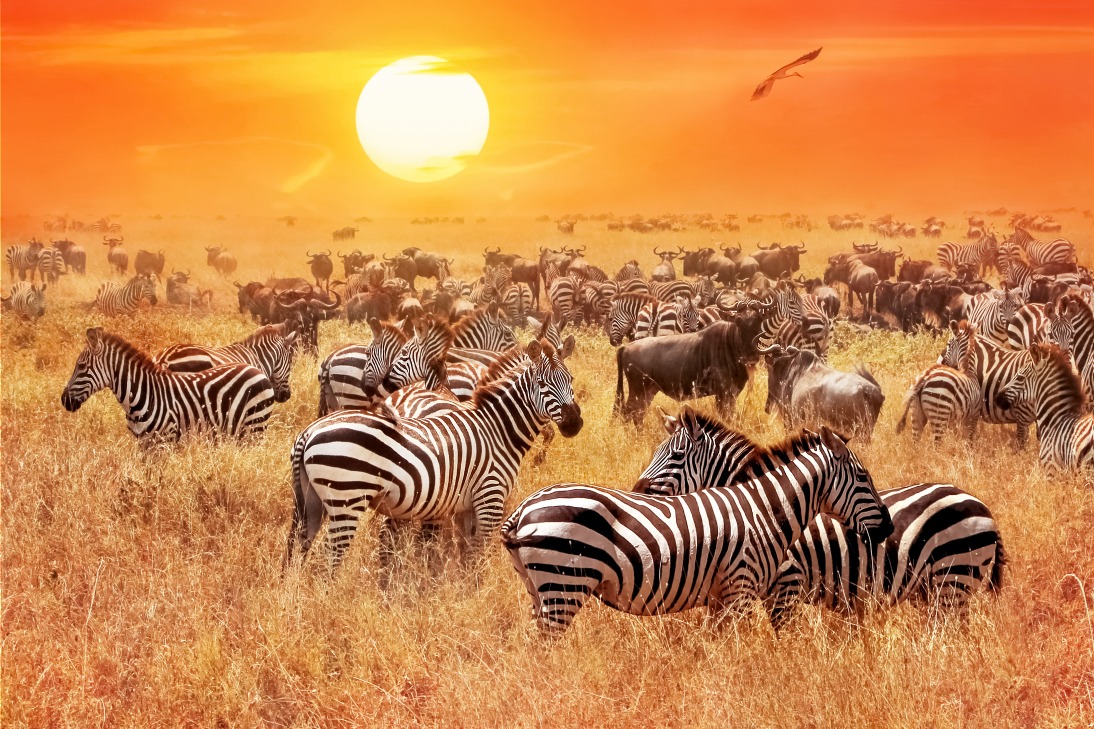 Image Grande tanzanie