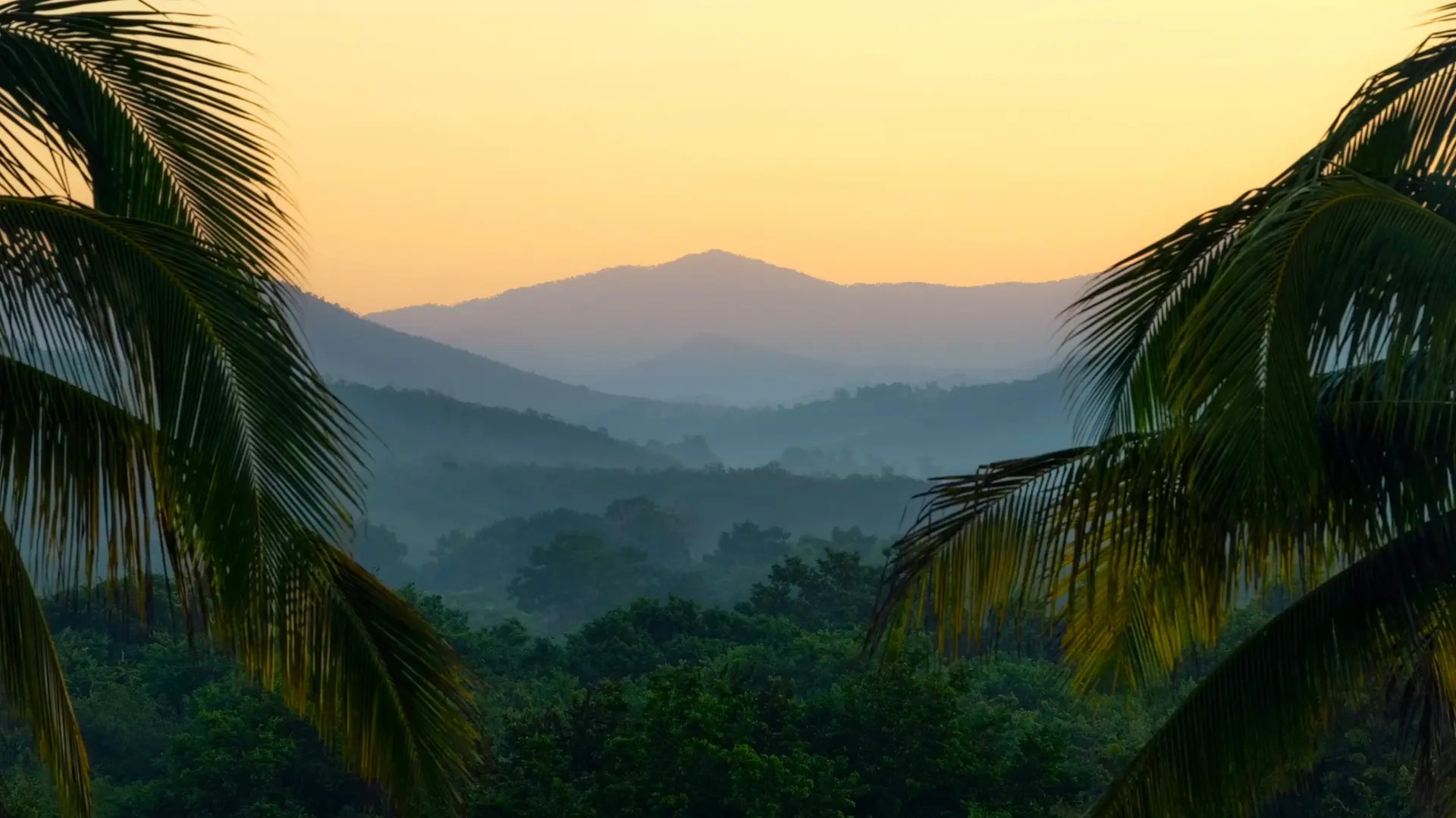 Jungle tropicale
