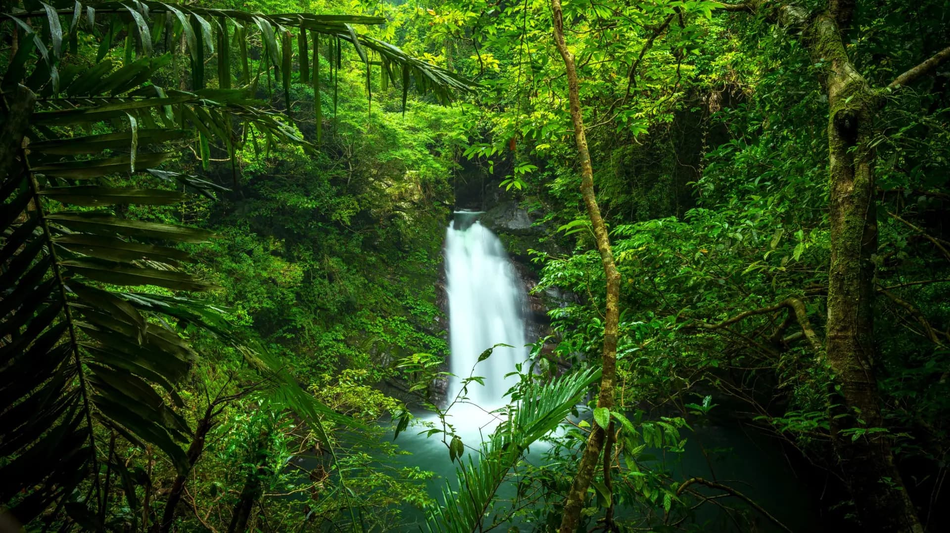 Forêt tropicale