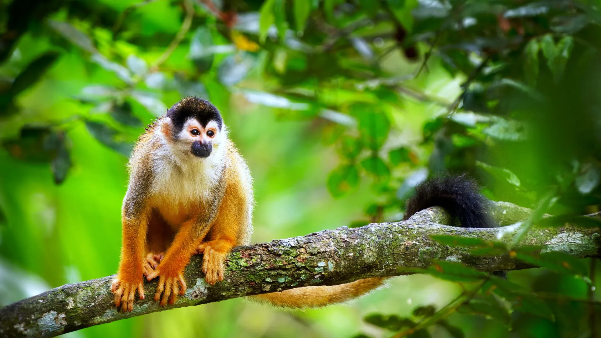 Biodiversité tropicale