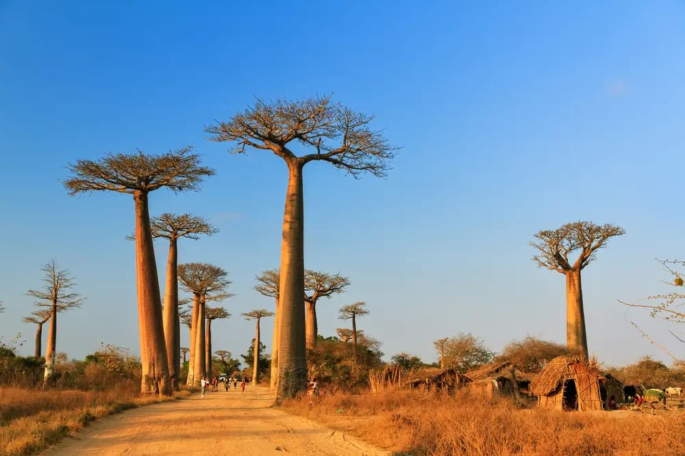Circuits en Madagascar