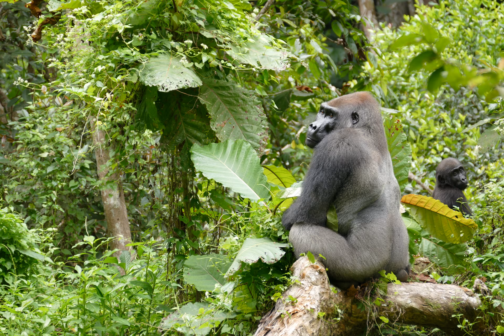 Loango, le royaume de la vie sauvage