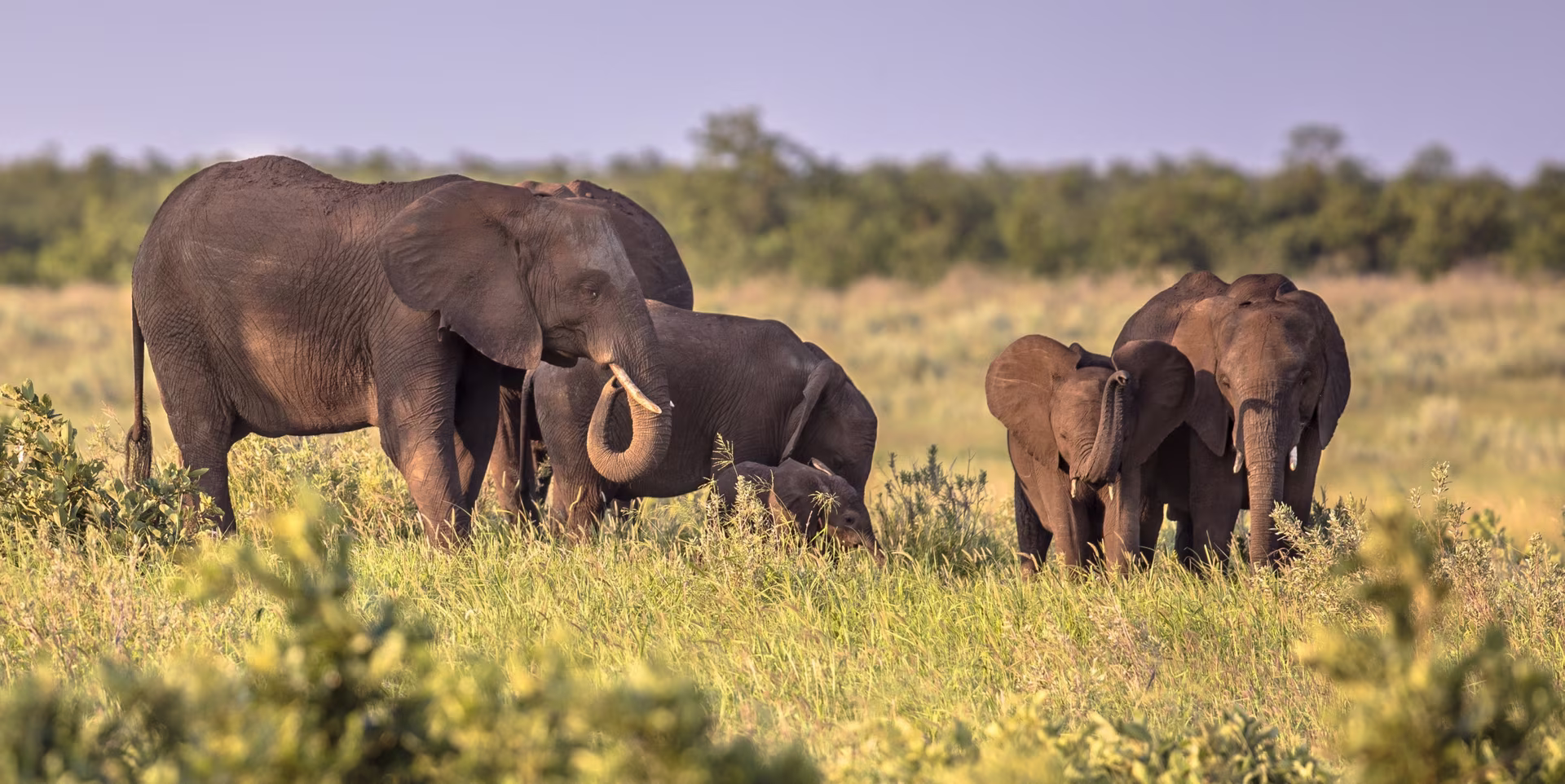 Du Kruger à l'Elephant Coast via le Swaziland