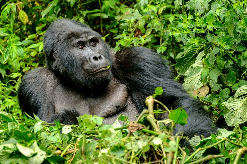 Parc national de Bwindi