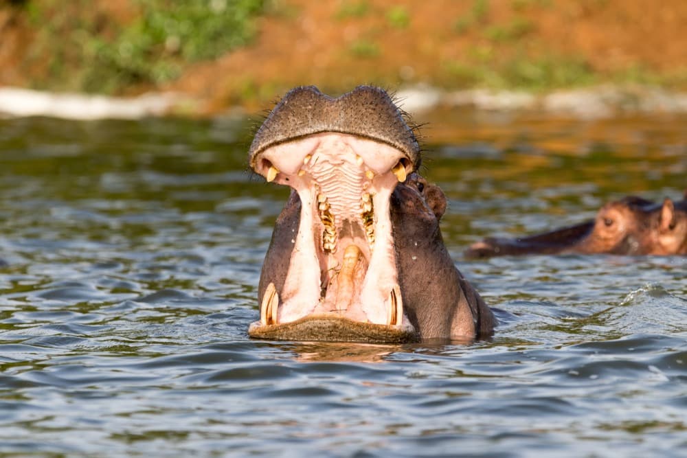 Parc national du lac Mburo