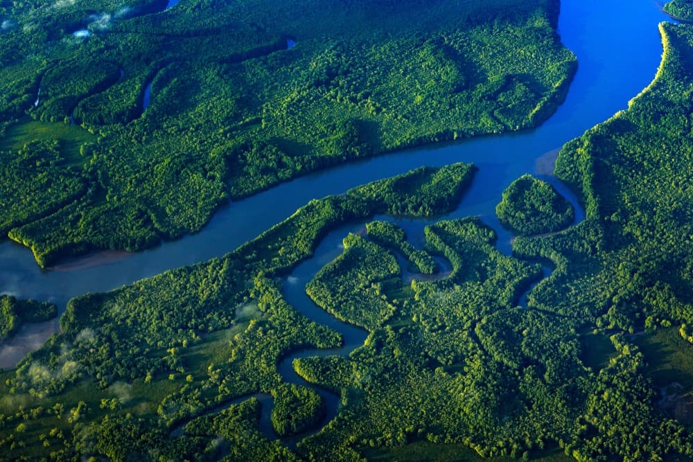 La mangrove de Terraba