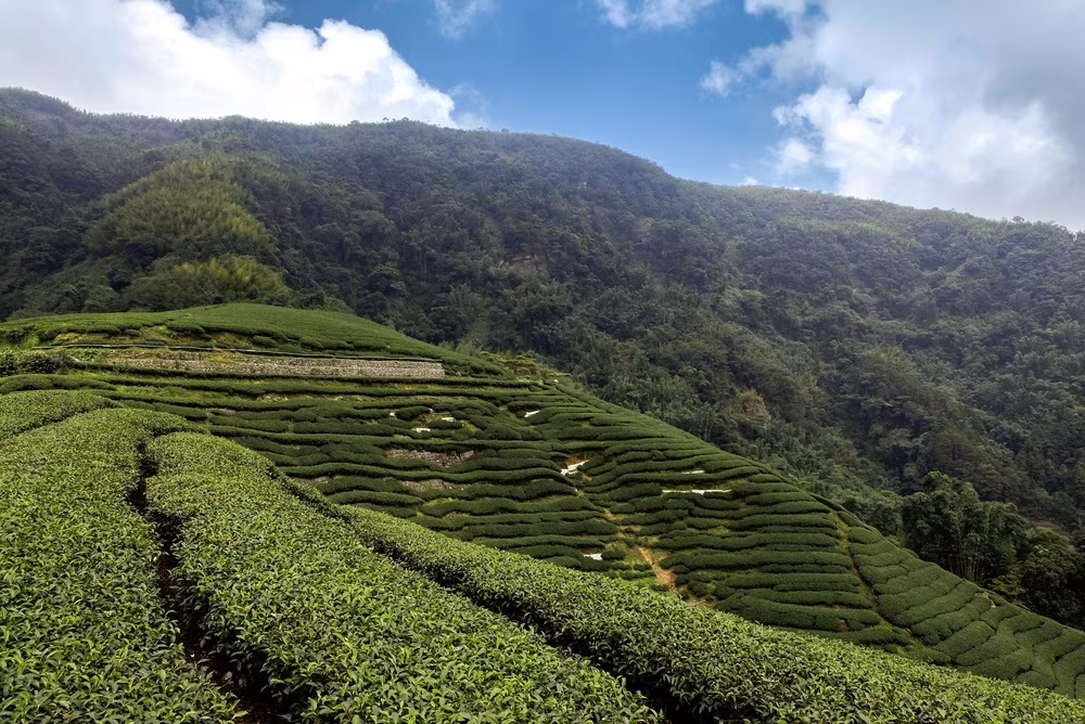 Escapade sur la Route des Thés : De Maokong à Sanxia