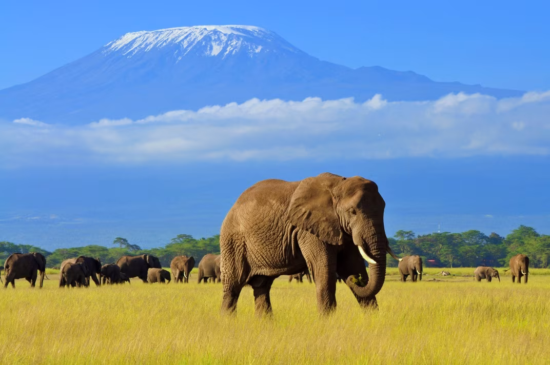 Ascension du Mont Kenya et du Kilimanjaro