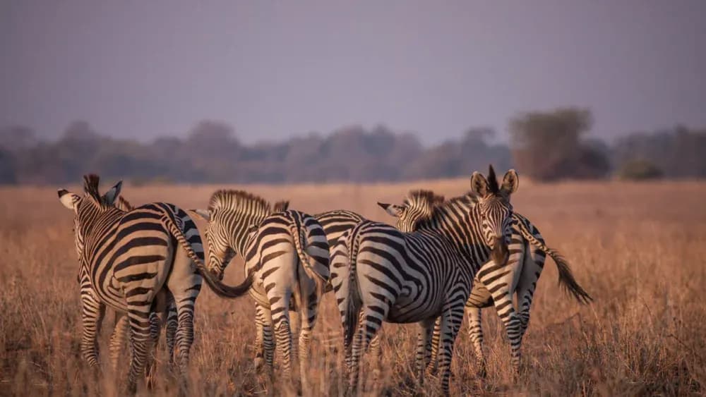 Safari guidé dans le parc national d’Etosha