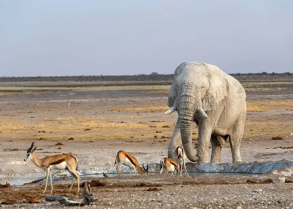 Safari dans le parc national d'Etosha