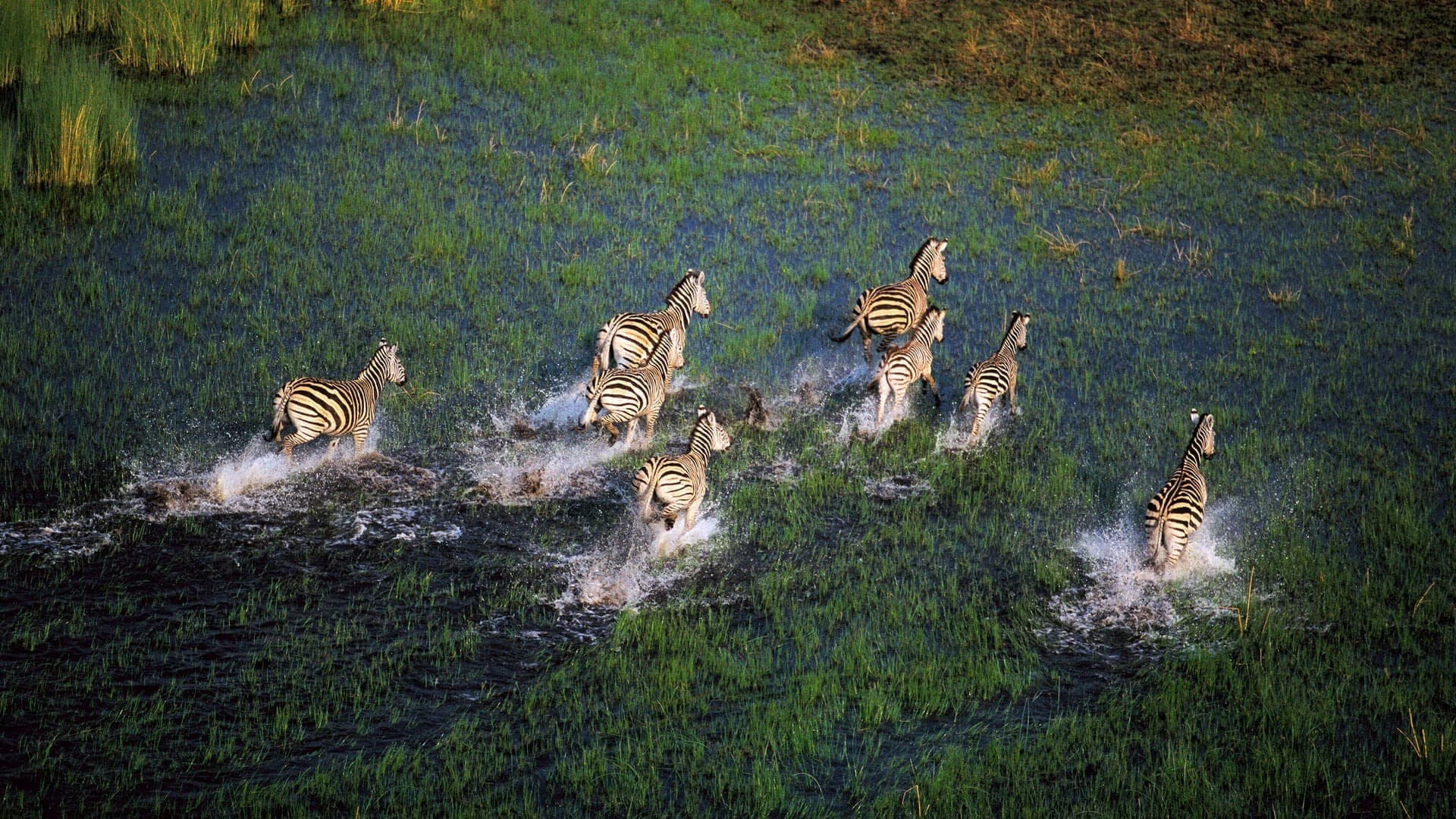 Premier safari dans le delta