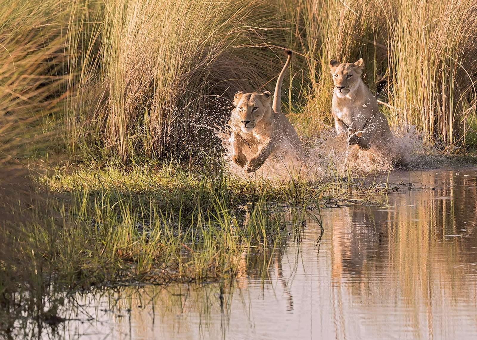 Réserve de Moremi - safaris et excursion en mokoro dans le delta de l’Okavango