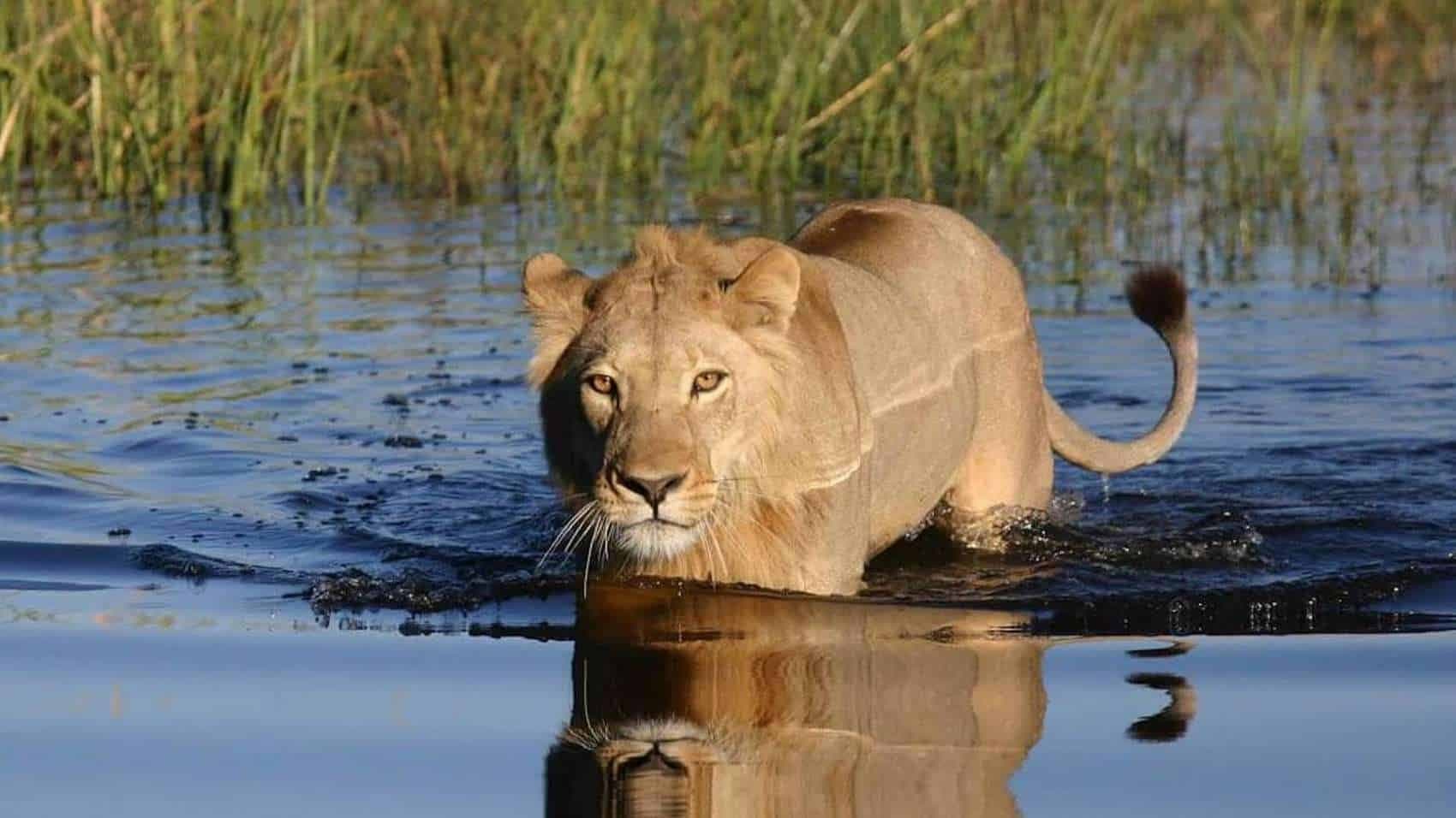 Concession de Kwara : safaris et activités dans le delta de l’Okavango
