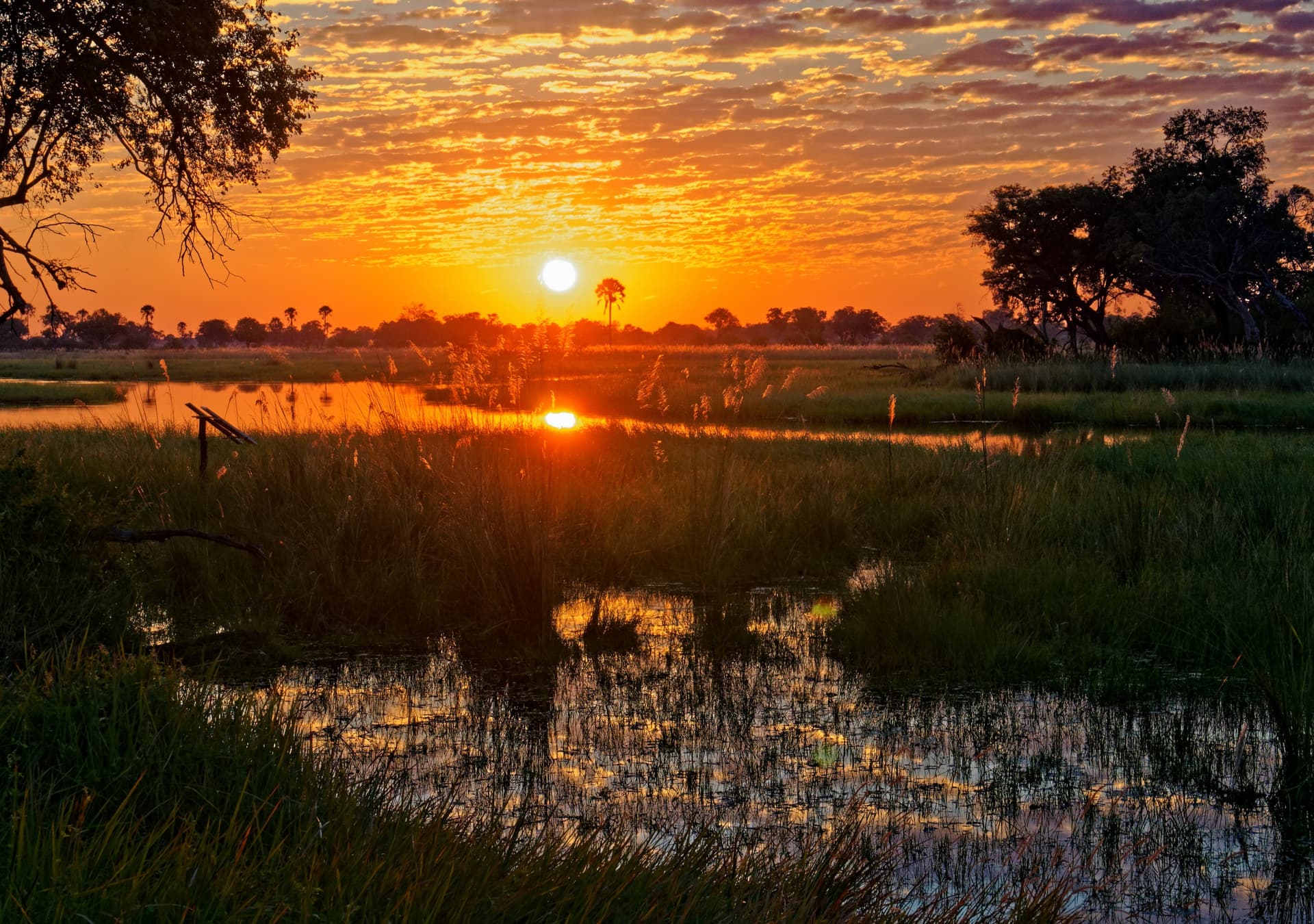 Delta de l’Okavango : safaris, mokoro et marche guidée
