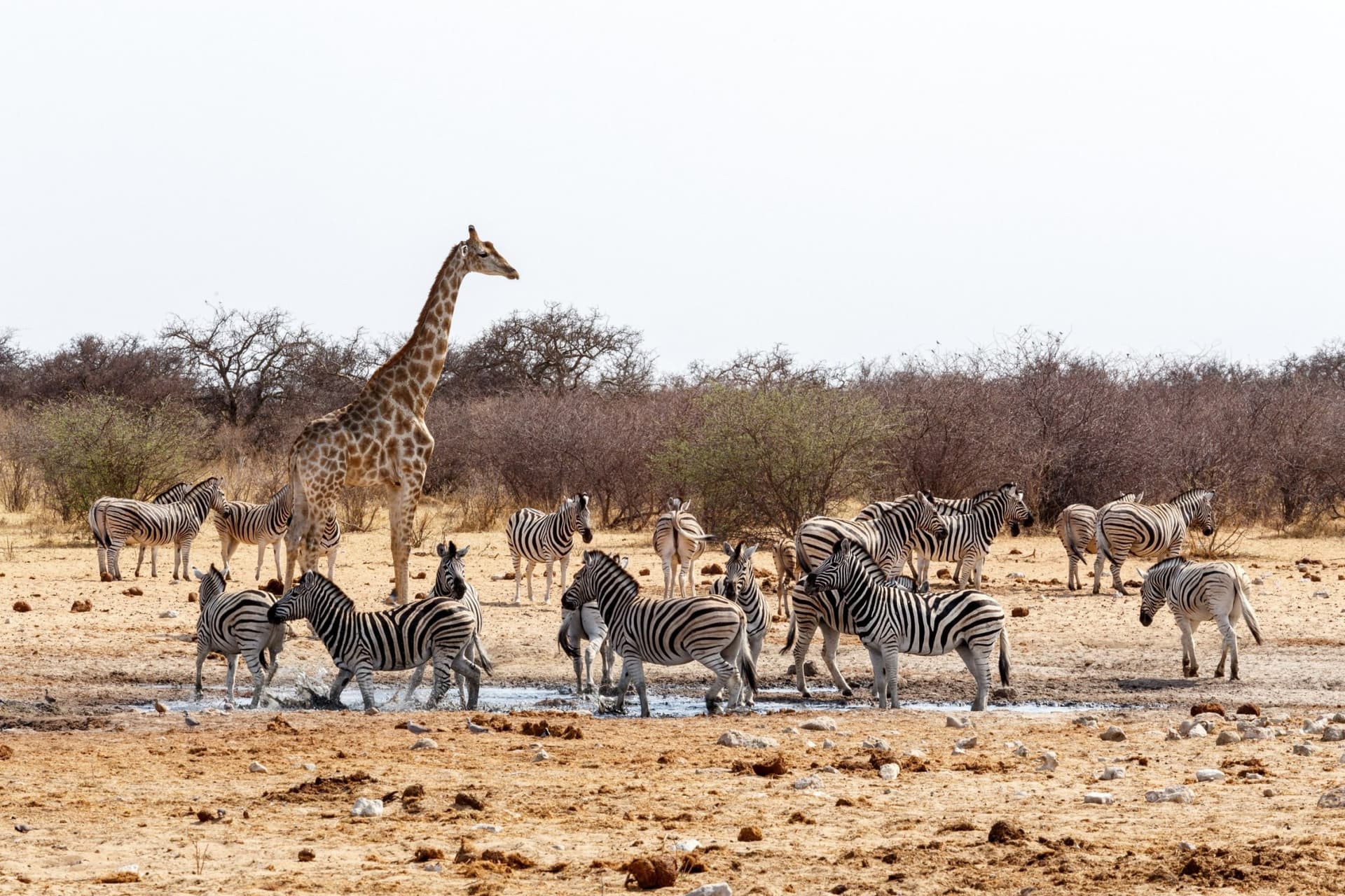 Du Damaraland au parc national d’Etosha
