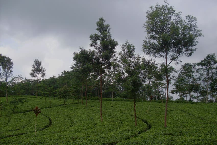 Wonosobo