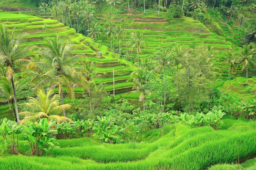 Bali Tours d'horizons