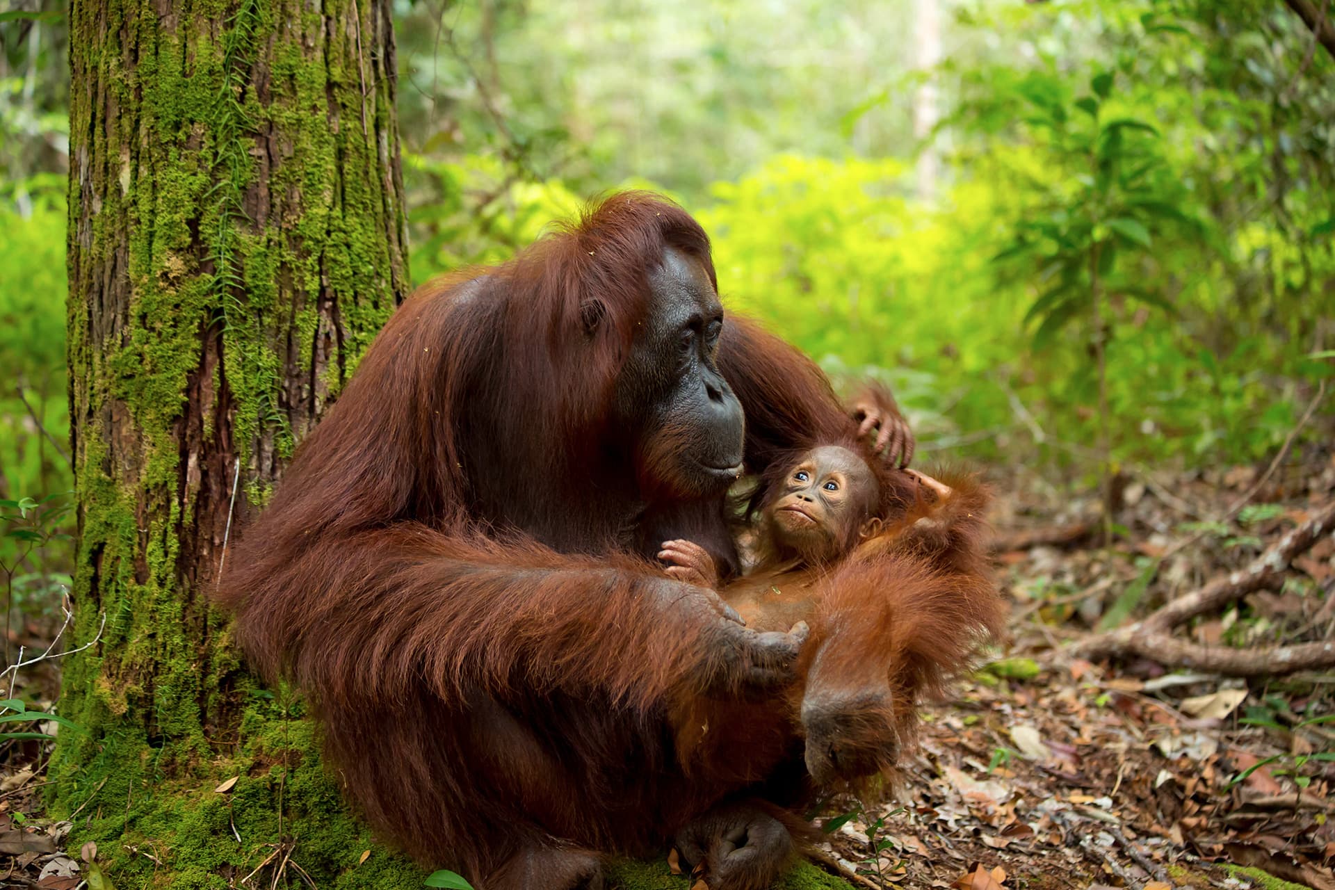 Toute la beauté de Sumatra