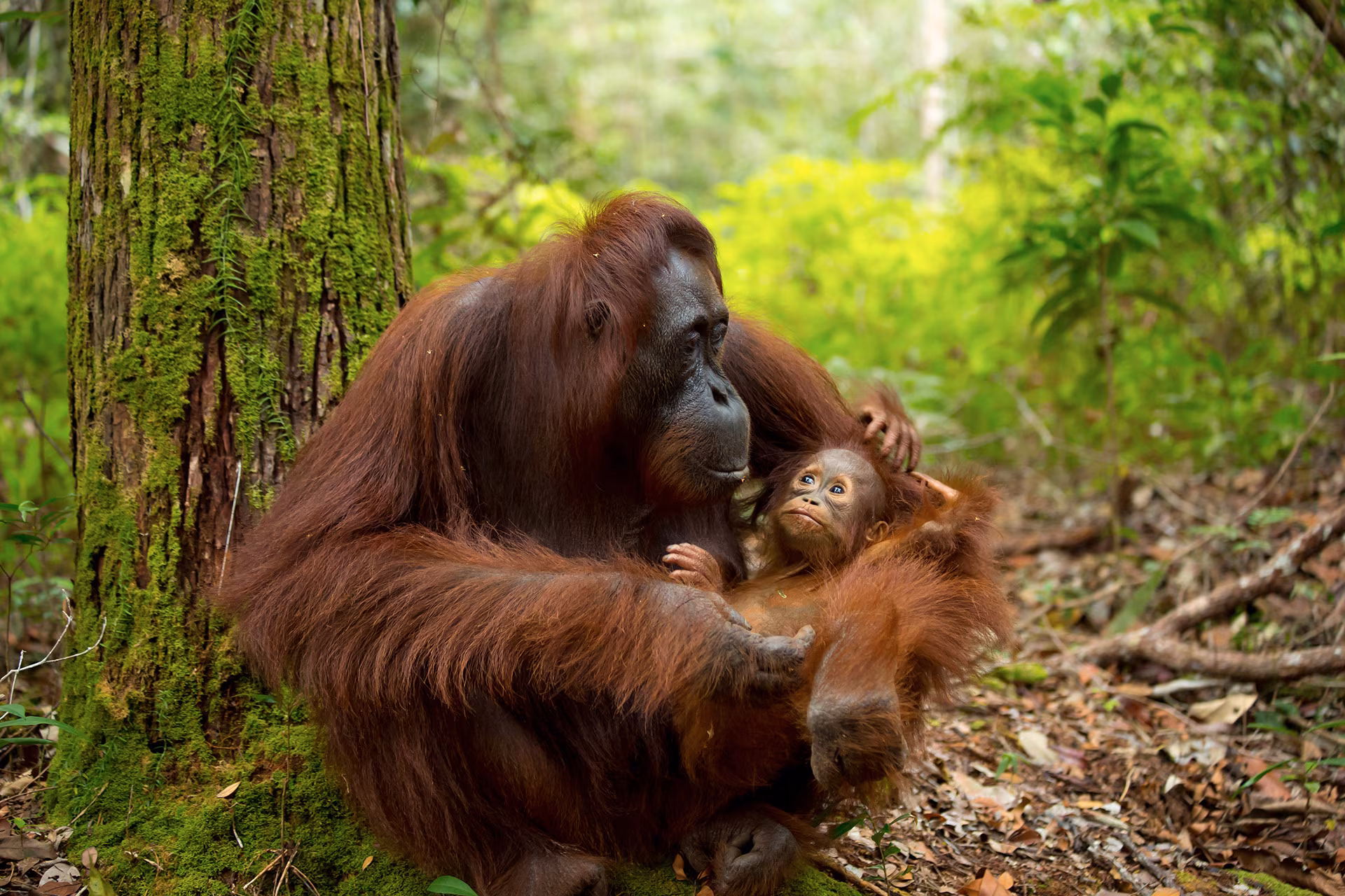 Toute la beauté de Sumatra