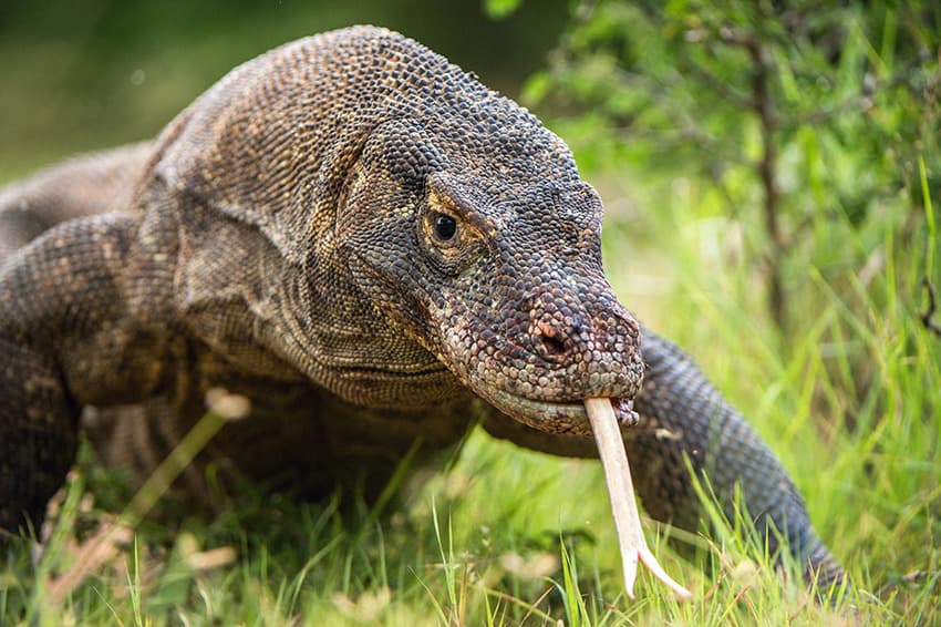 Java, Bali, Flores & Komodo: volcans, rites & dragons