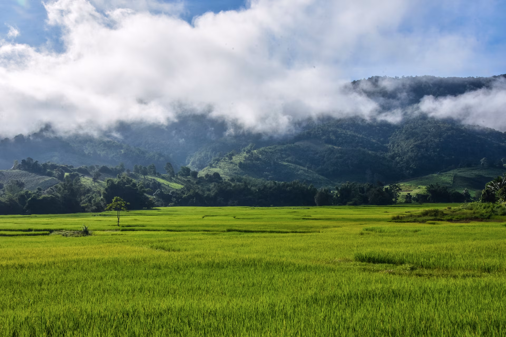 Sulawesi: immersion en pays Toraja