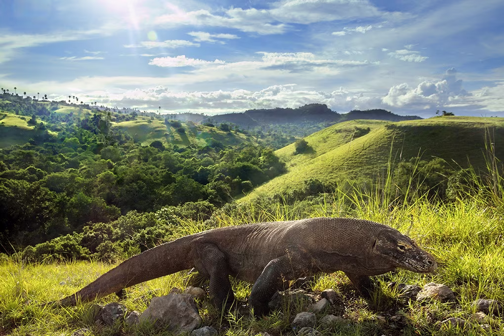 Sulawesi, Java, Bali, Flores & Komodo : Volcans, rites & dragons