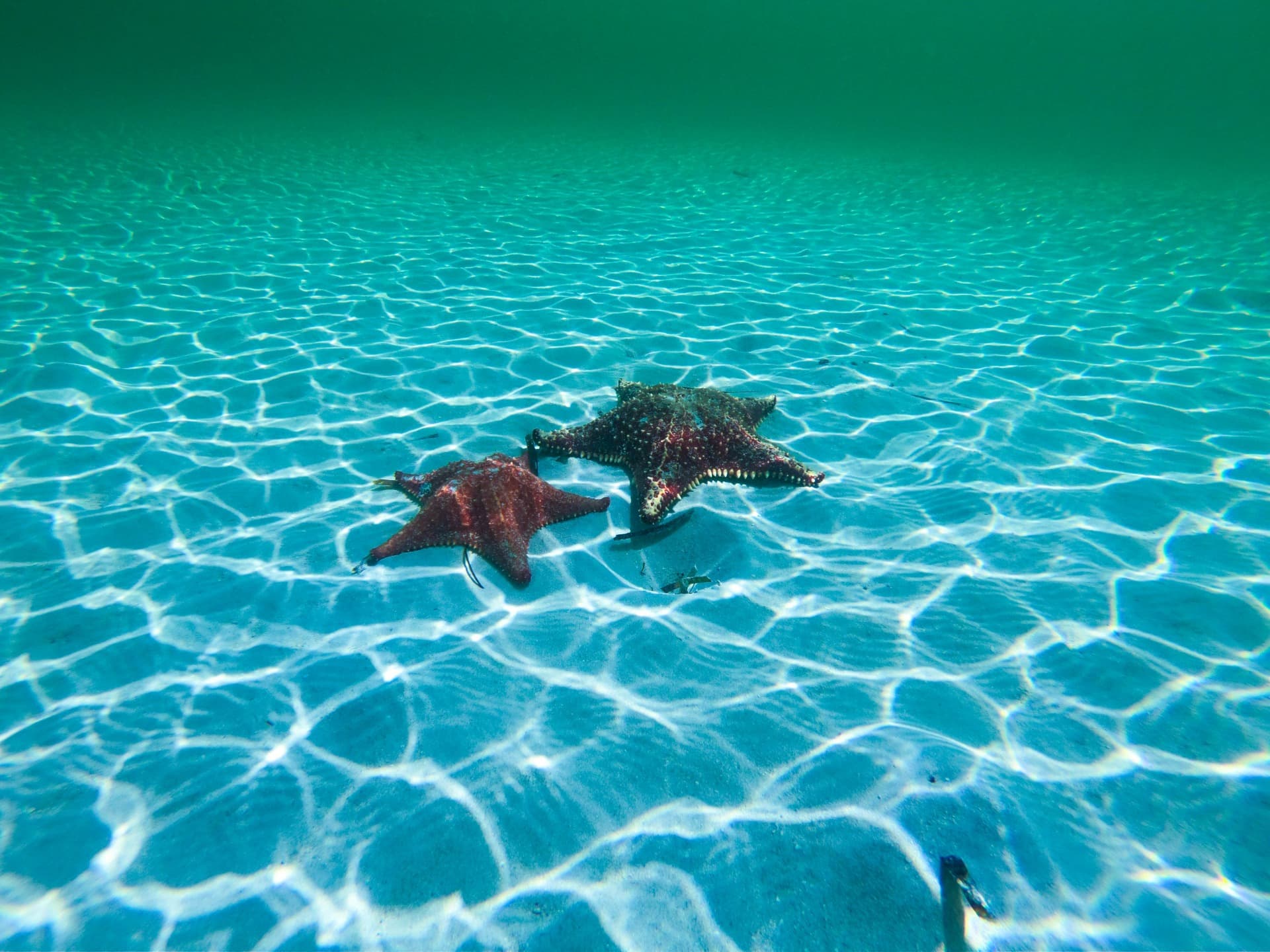 Cayo Jutías