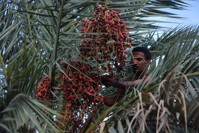 La Guetna, la fête des fruits du désert