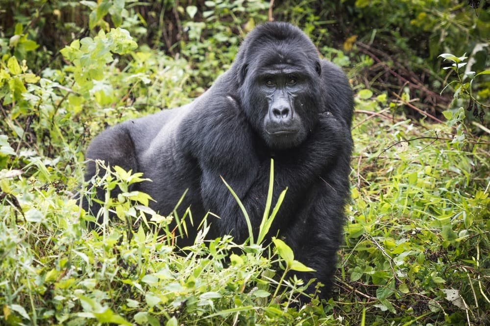 Parc national de Bwindi