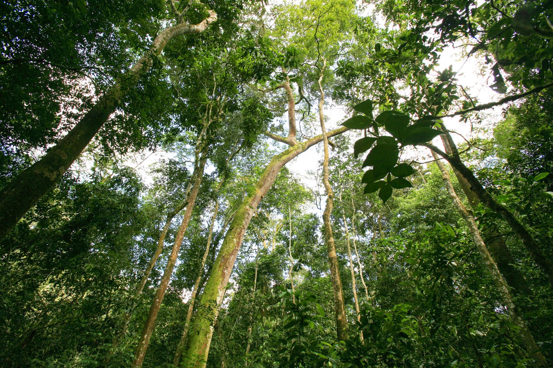 Parc national de Kibale