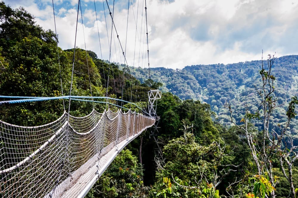 Parc National de Nyungwe