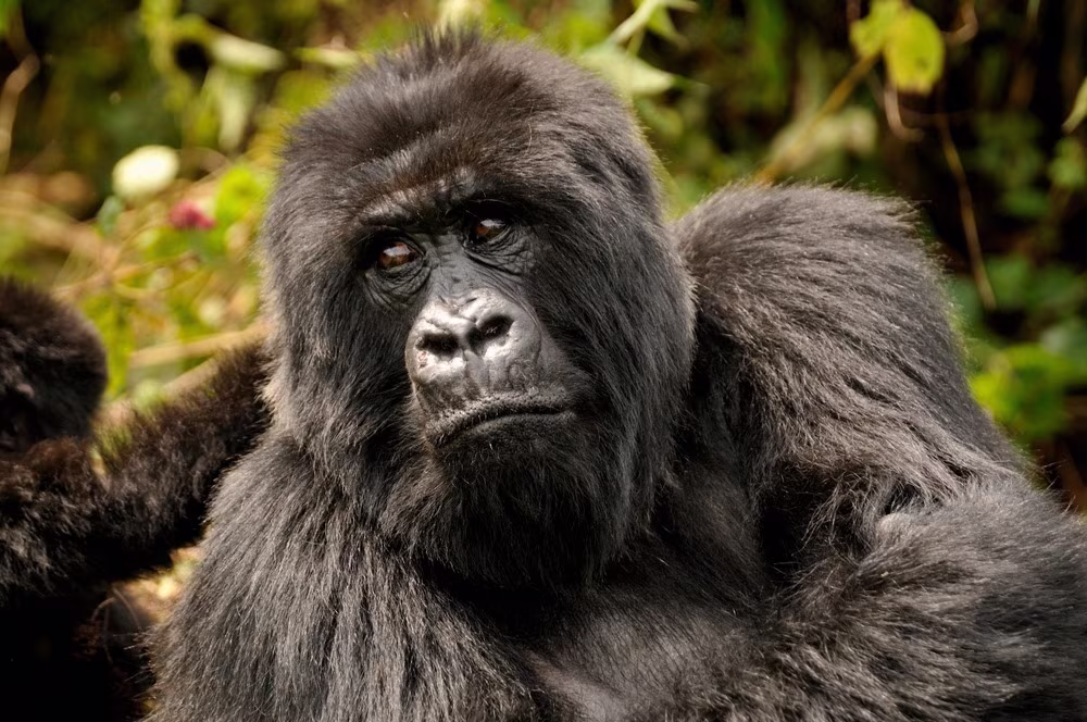 Au Cœur des Gorilles et du Lac Kivu - 3 jours d'Évasion