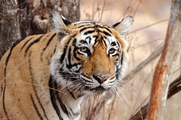 Image Tigre et palais