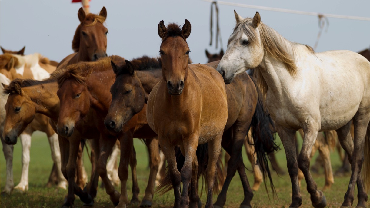 Image Ă cheval dans le khan khentii