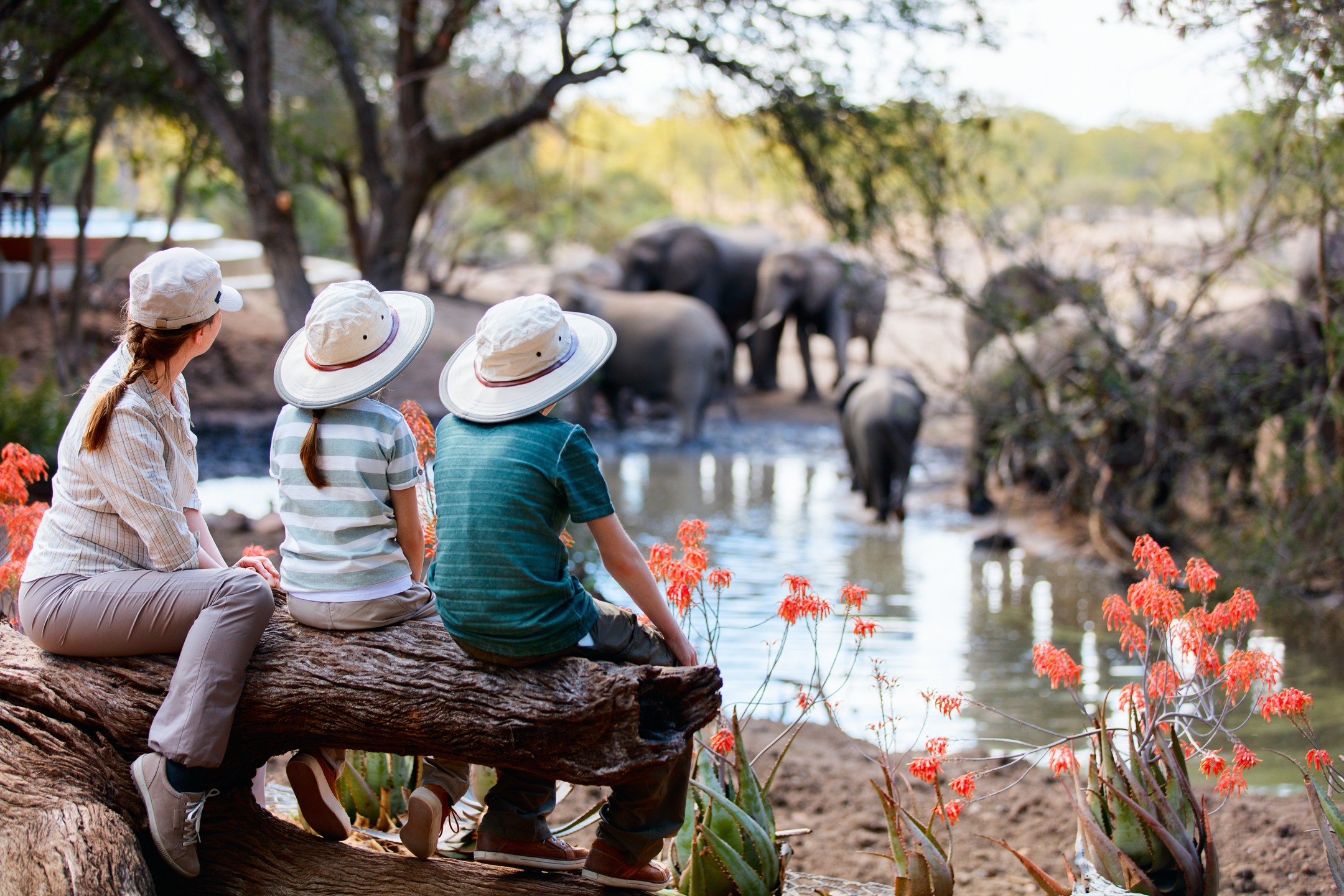 parc safari en afrique