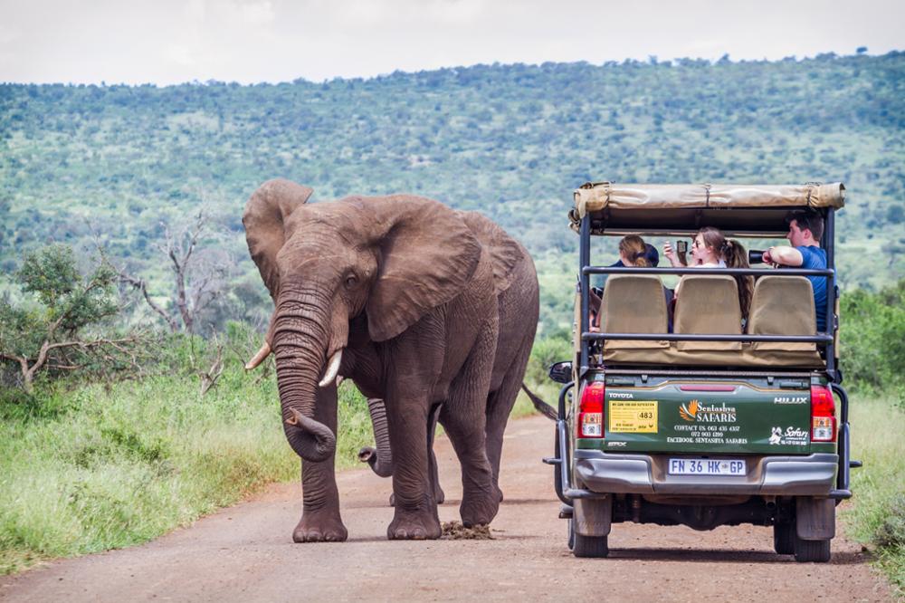 parc safari en afrique